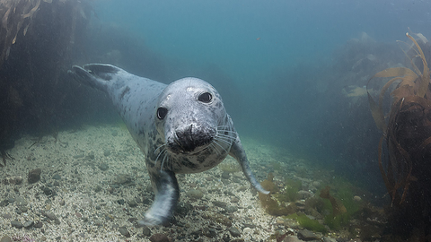 Grey seal