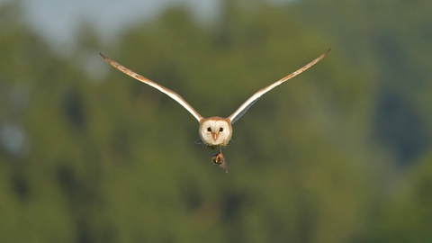 A barn owl flying head on to the camera wings spread with left foot holding prey