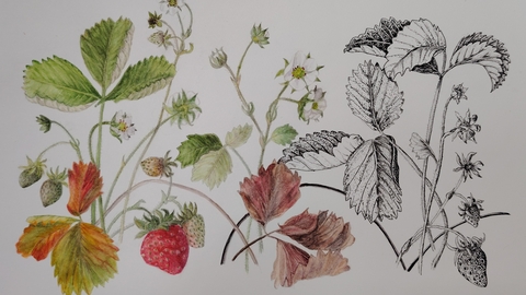 Botanical Art, courtesy of Ruth Wharrier