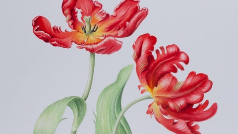 Parrot Tulip by Ruth Wharrier