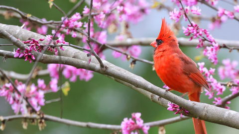 Red Cardinal on branch with blossom