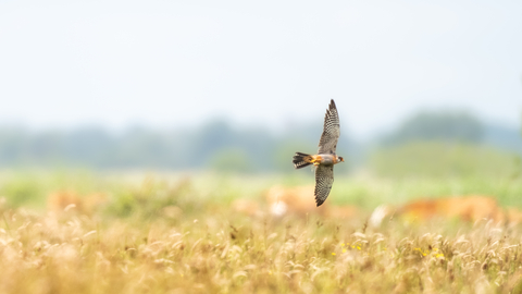 A red-footed falcon flying low over reeds