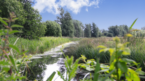 A restore dyke at Worlingham Marshes nature reserve in Suffolk