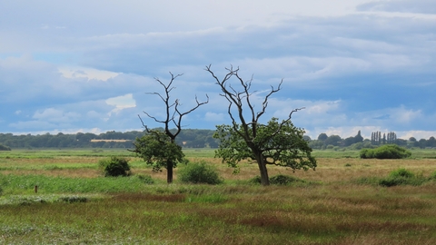 Lightning trees at Carlton Marshes