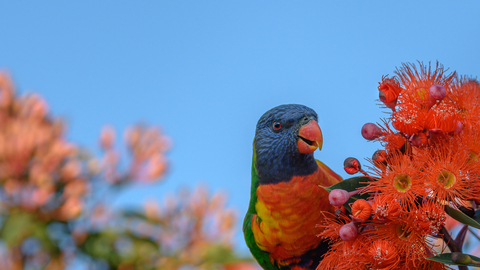 Australian bird on tree