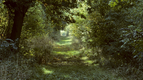 A view through Bradfield Woods with green trees and shrubs creating a tunnel of foliage.