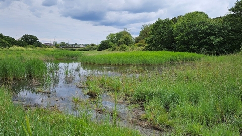 County Wildlife Site