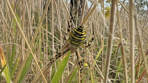 A black and yellow spider sat in its web