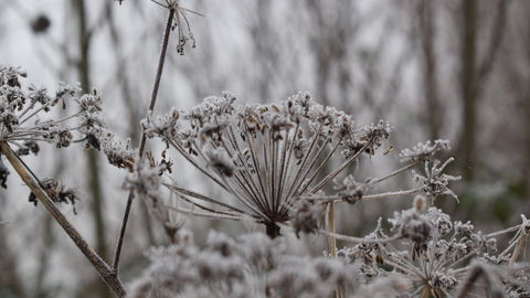 Frosted seedheads at Lackford