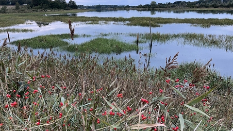 wetland reedbed red berries