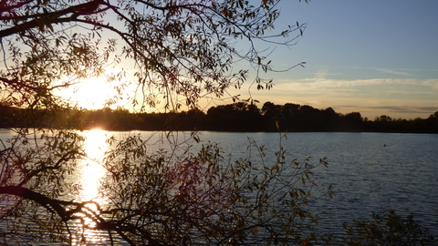 Sunset over a lake with a tree silhouetted