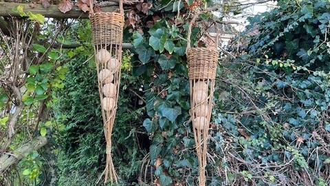 hanging willow bird feeders in front of ivy, filled with fat balls