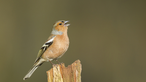 Chaffinch singing on a wooden post