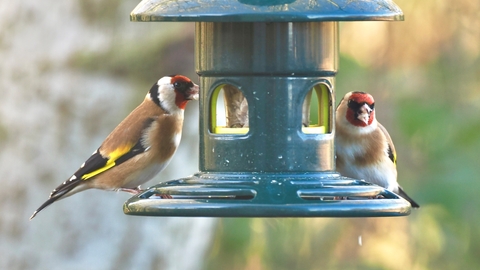 two goldfinches on a bird feeder