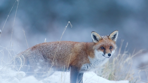 Winter fox