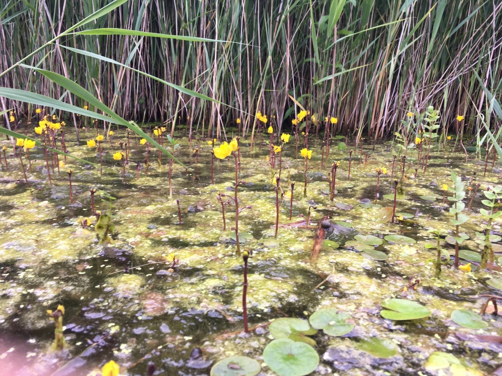 Weekly wild news from our reserves - 9 July 2021 | Suffolk Wildlife Trust