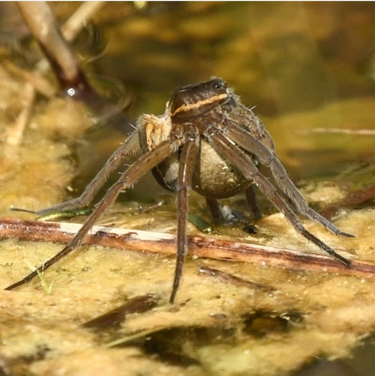 Up close and personal with the fen raft spider | Suffolk Wildlife Trust