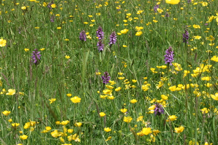 County Wildlife Sites | Suffolk Wildlife Trust