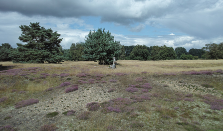 Knettishall Heath Suffolk Wildlife Trust