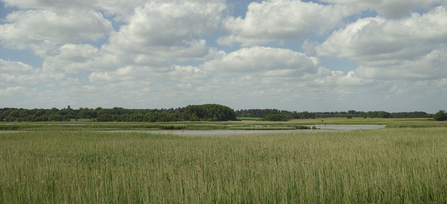 Snape marshes Suffolk Wildlife Trust