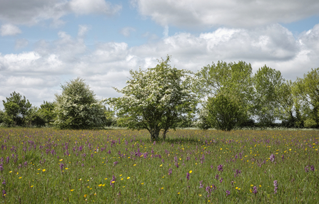 Winks Meadow Suffolk Wildlife Trust