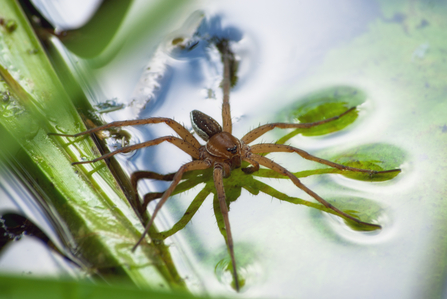 Fen raft spider Suffolk Wildlife Trust