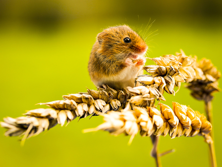 Harvest mouse shop