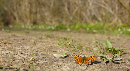 Suffolk Wildlife Trust