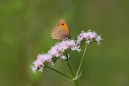 Suffolk Wildlife Trust