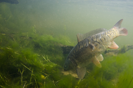 Best fish for small pond clearance uk