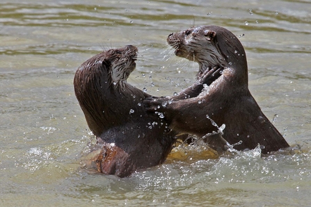 Otter - Norfolk Wildlife Trust