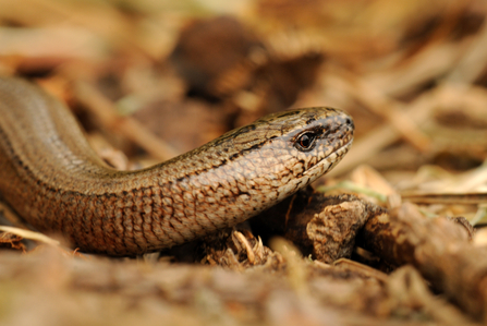 Suffolk Wildlife Trust