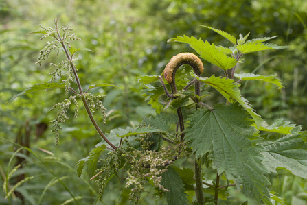 Stinging Nettle - Loudoun Wildlife Conservancy