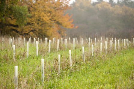 Suffolk Wildlife Trust