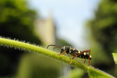 Suffolk Wildlife Trust