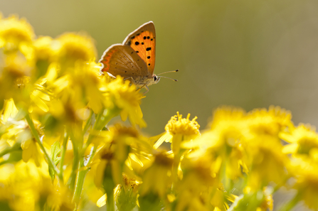 Suffolk Wildlife Trust