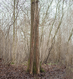 Suffolk Wildlife Trust