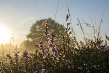 Suffolk Wildlife Trust