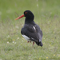 Suffolk Wildlife Trust