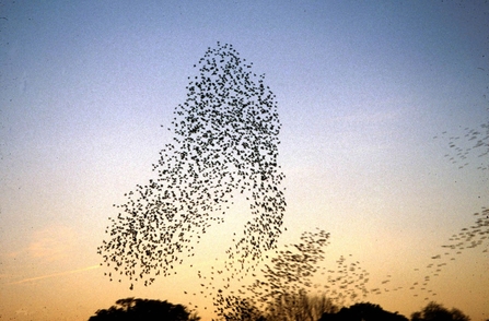 Suffolk Wildlife Trust