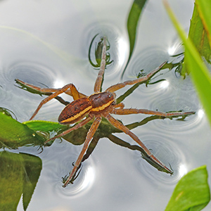 Suffolk Wildlife Trust