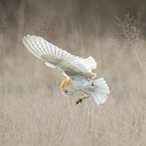 Suffolk Wildlife Trust