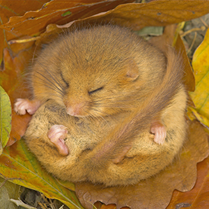 Suffolk Wildlife Trust