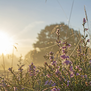 Suffolk Wildlife Trust