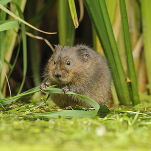 Suffolk Wildlife Trust