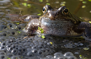 Suffolk Wildlife Trust