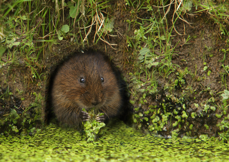 Suffolk Wildlife Trust