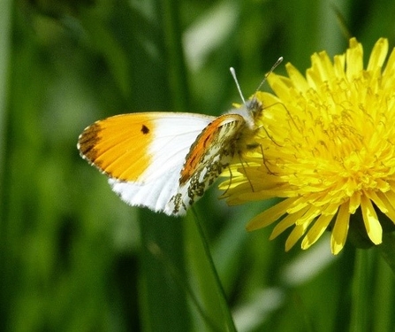 Orange-tip