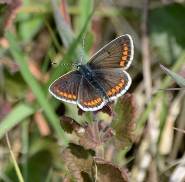 Brown Argus butterfly