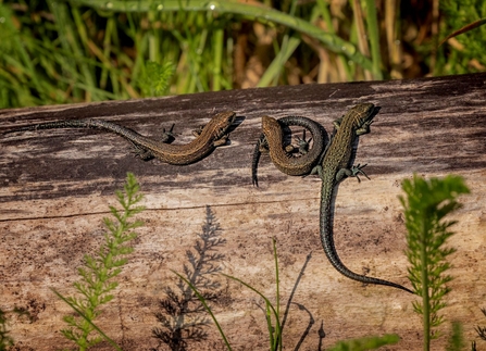 common lizards by Jim Palfrey